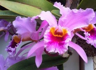 Científicos venezolanos revelan extinción de cinco especies de la flora del país