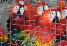 Informe global del GAFI sobre lavado de dinero y tráfico de vida silvestre