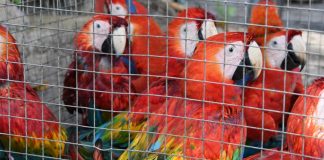 Informe global del GAFI sobre lavado de dinero y tráfico de vida silvestre