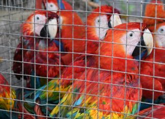 Informe global del GAFI sobre lavado de dinero y tráfico de vida silvestre