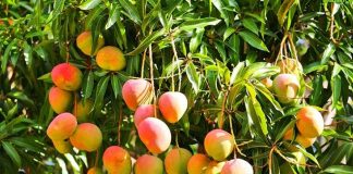 Para sobrevivir a la crisis alimentaria, los venezolanos regresan a sus raíces