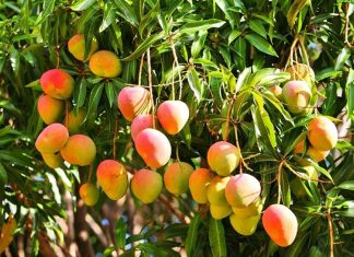 Para sobrevivir a la crisis alimentaria, los venezolanos regresan a sus raíces