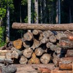 Condenan empresa en EEUU por importar madera ilegal de Perú