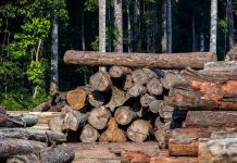 Condenan empresa en EEUU por importar madera ilegal de Perú