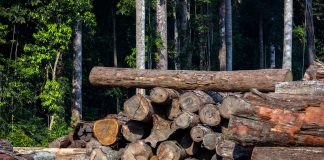 Condenan empresa en EEUU por importar madera ilegal de Perú