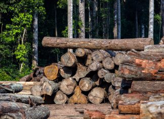 Condenan empresa en EEUU por importar madera ilegal de Perú